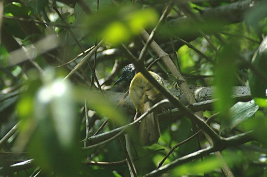 Oriole Warbler.JPG